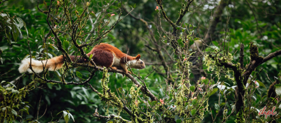 Forests of Bhimashankar